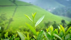 正山小种（红茶鼻祖）